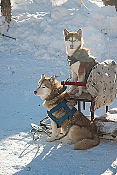 雪地里两只雪撬犬