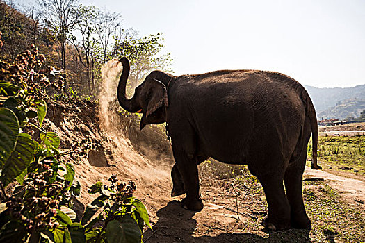 大象,灰尘,浴室,动物,保护区,清迈,泰国