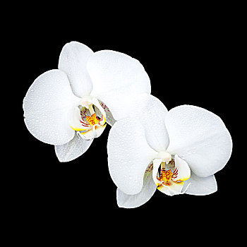 蝴蝶兰属,两个,白色,兰花,露珠,隔绝,黑色背景,背景