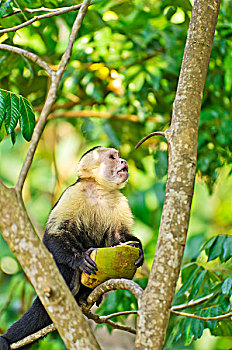 坐,拿着,椰树,曼纽尔安东尼奥国家公园,哥斯达黎加,中美洲
