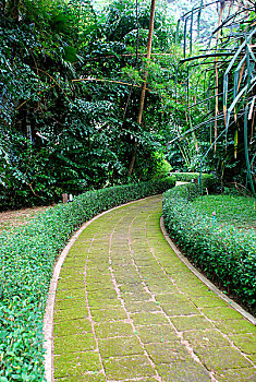 公园小路热带苔藓树木草地