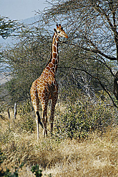 肯尼亚,萨布鲁国家公园,网纹长颈鹿,长颈鹿,大幅,尺寸