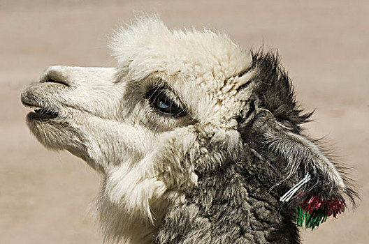 羊驼,拉乌卡国家公园,区域,智利,南美