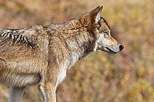 狼,苔原,德纳里峰国家公园,阿拉斯加,美国