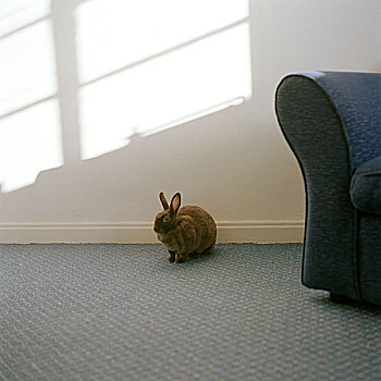 小,兔子,隐藏,角