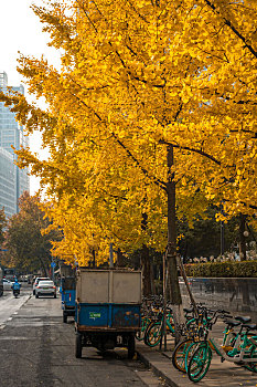 成都街头的银杏树黄了