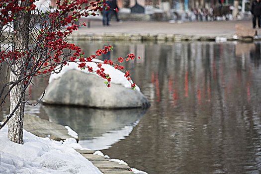 雪景中的梅花