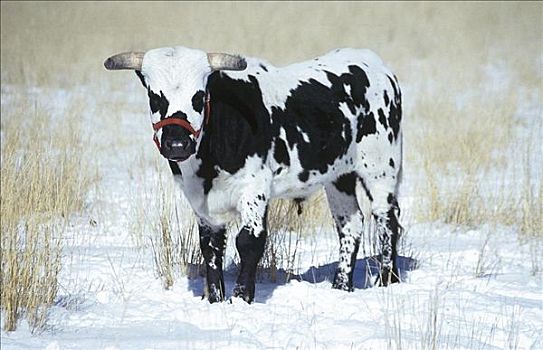 公牛,牛,哺乳动物,雪,冬天,动物,母牛,牲畜