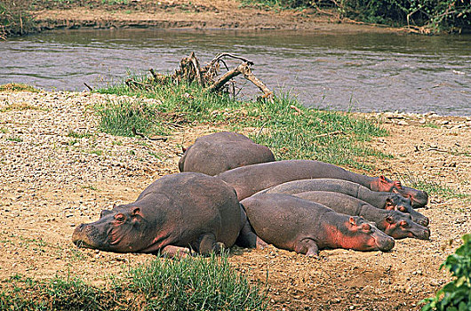 河马,群,睡觉,靠近,马拉河,肯尼亚