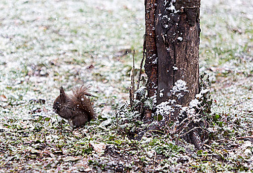 松鼠,雪地,靠近,树