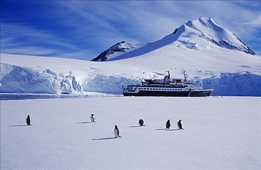 南极,港口,巴布亚企鹅,游船