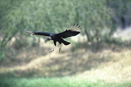 黑美洲鹫,降落,瑞欧格兰山谷,德克萨斯