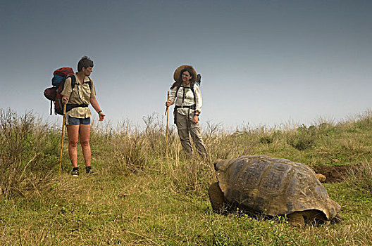 加拉帕戈斯巨龟,象龟属,靠近,阿尔斯多火山,地面,岛屿,加拉帕戈斯群岛,厄瓜多尔