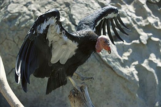 加州秃鹰,展翅,加利福尼亚