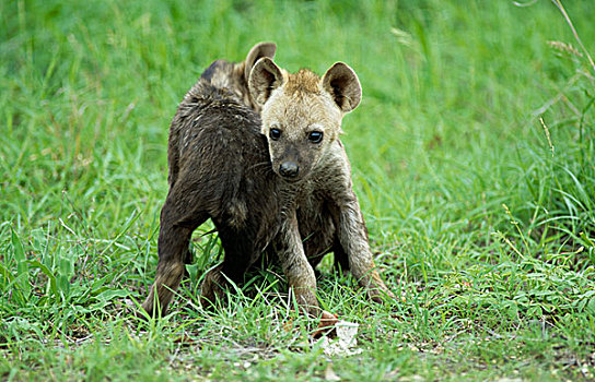 斑点,鬣狗,年轻,玩,争斗,克鲁格国家公园,南非,非洲