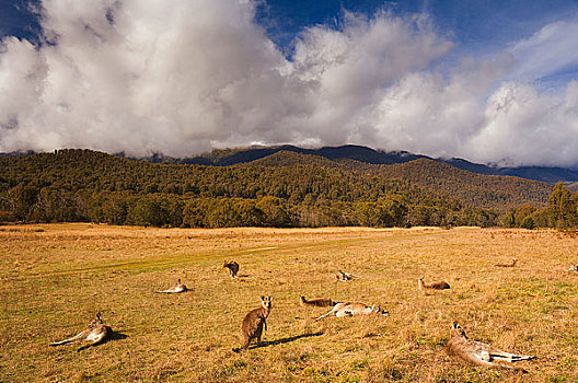 大灰袋鼠,休息,地点,国家,公园,新南威尔士,澳大利亚