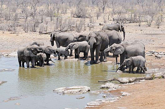 牧群,非洲,灌木,大象,非洲象,水坑,埃托沙国家公园,区域,纳米比亚