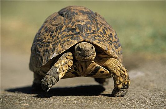 豹纹龟,走,南非