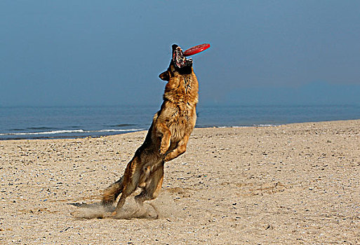 德国牧羊犬,雄性,抓住,飞盘,海滩,诺曼底