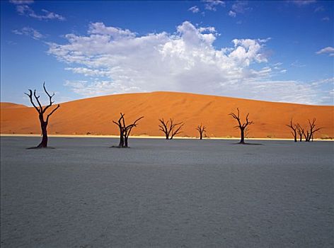 红色,沙丘,死,刺槐,死亡谷,纳米比亚