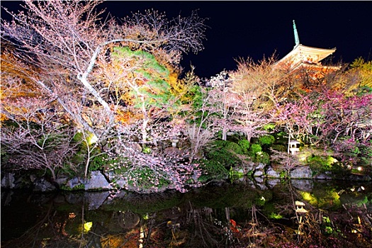日本寺庙,樱花,夜晚