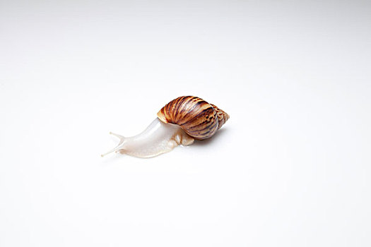 蜗牛,白色背景