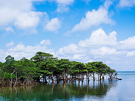 海岸,岛屿,冲绳,日本