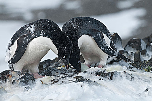 阿德利企鹅,父母,照顾,蛋,南极