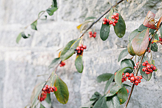 植物,枝条,光泽,叶子,红色浆果,白墙