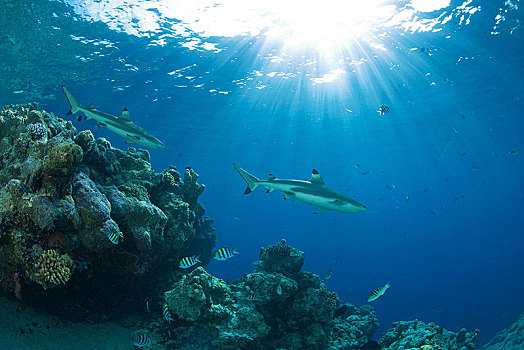 两个,礁石,鲨鱼,珊瑚礁,帕劳,密克罗尼西亚,大洋洲