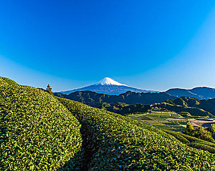 茶园,山,富士山