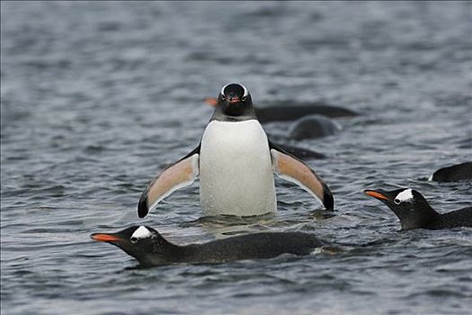 巴布亚企鹅,群,海洋,南极半岛,南极