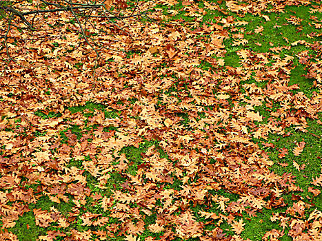 落叶,红栎,树