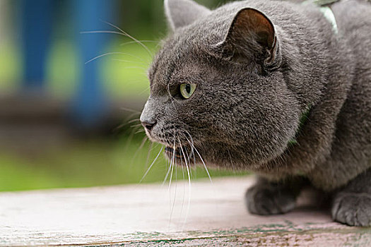 愤怒,猫,防守,领土,英国短毛猫