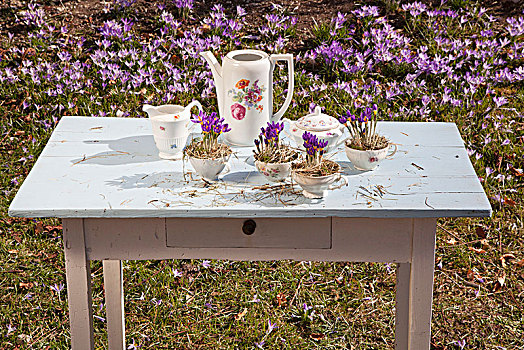 藏红花,干草,咖啡杯,花园桌