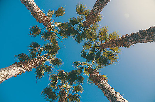 五个,棕榈树,蓝天,仰视,暗色图象