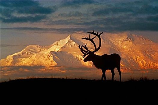 北美驯鹿,麦金立山,德纳里国家公园,合成效果