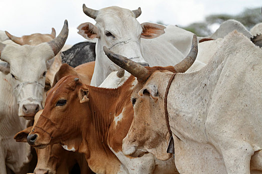 母牛,牛,奥莫山谷,埃塞俄比亚