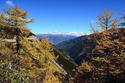 四川,亚丁,稻城,稻城亚丁,景区,甘孜州,藏族,自然,山水,雪山,风光,蓝天,天空,森林