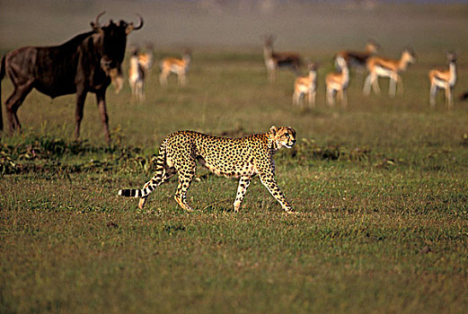 非洲,肯尼亚,马塞马拉野生动物保护区,印度豹