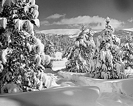 树,积雪,风景,田纳西,科罗拉多,美国