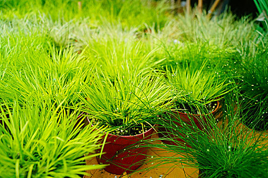 菖蒲植物盆景
