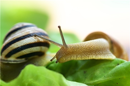 蜗牛,莴苣