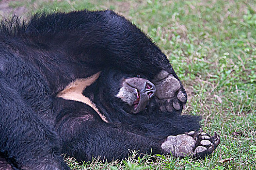 亚洲,黑熊,躺着,草,成都,中国