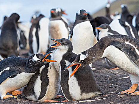 巴布亚企鹅,福克兰群岛,一半,幼禽,父母,大幅,尺寸