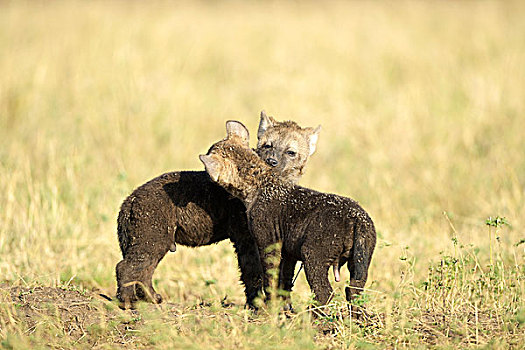 斑点土狼,斑鬣狗,幼仔,玩,马赛马拉国家保护区,肯尼亚,非洲