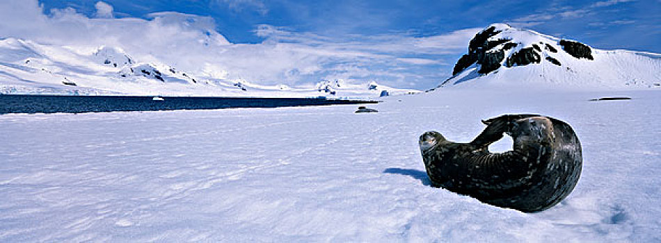 南极,半月,岛屿,威德尔海豹,休息,积雪,海滩,山,利文斯顿,背景