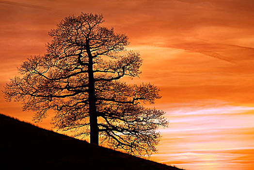 树,日落,天空,诺丁汉郡,英格兰