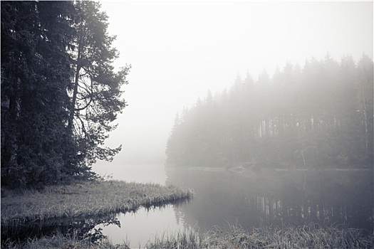 树林,湖,晨雾