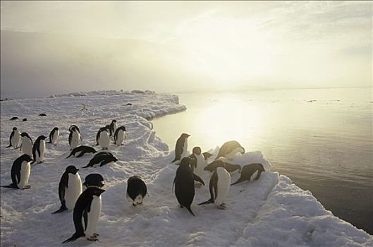 阿德利企鹅,群,通勤,海洋,上方,冰,围裙,罗斯海,南极